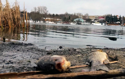 Мертвая рыба в черной воде: две подмосковные реки стали жертвами нечистот