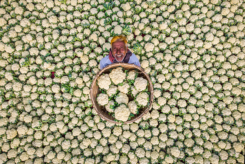 «Счастливый фермер» /// Особая отметка жюри среди одиночных фотографий в номинации «Моя планета». Еще один фотограф из Бангладеш Рафид Ясар (Rafid Yasar) запечатлел фермера, который радуется хорошему урожаю. Этот снимок стал первым в его серии «Зимние солдаты», посвященной людям, которые занимаются сельским хозяйством. Кадр получил особую отметку жюри в номинации «Моя планета».