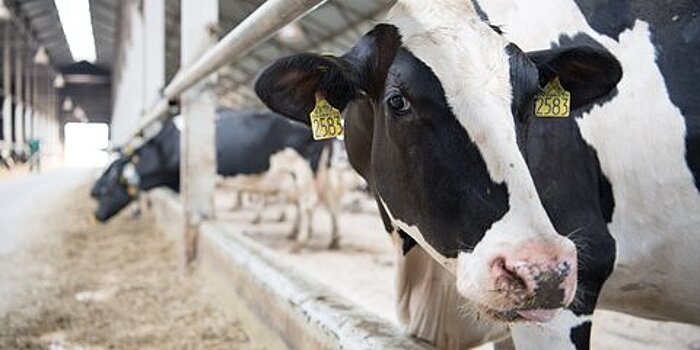 Ученые выяснили, как коровы могут разговаривать друг с другом