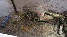 Жители улицы Алтаева в Пскове пожаловались на спил деревьев
