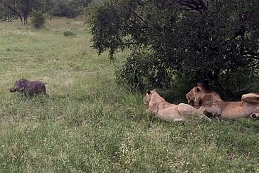 Беззаботный кабан разбудил четырех львов и остался жив