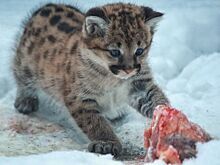 Аномальные морозы внесли коррективы в работу Новосибирского зоопарка