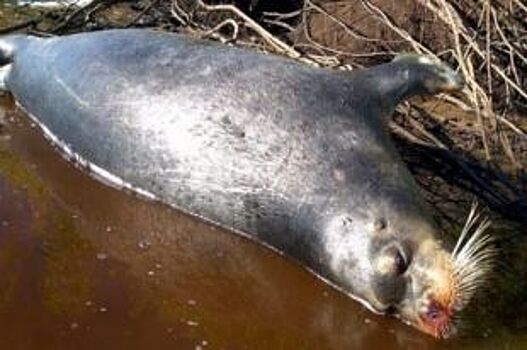 Школьник из Архангельска нашёл мертвого тюленя на острове Краснофлотском