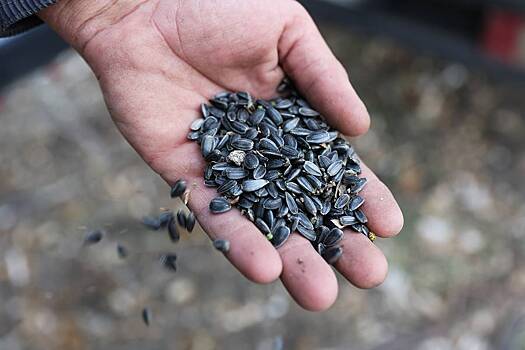 Российская пара устроила битву за&nbsp;семечки в&nbsp;супермаркете и&nbsp;избила продавца