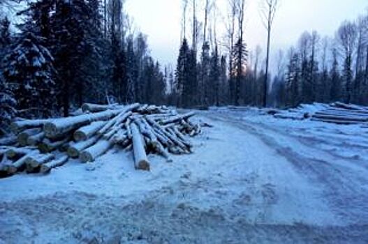 В Кудымкаре осудили главу «чёрных лесорубов», спиливших 1,8 тысячи деревьев