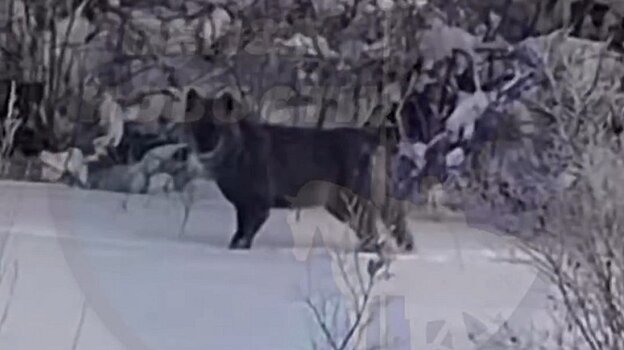 В Белинском районе автомобилист снял на камеру волка