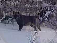 В Белинском районе автомобилист снял на камеру волка