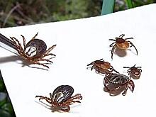 Клещи продолжают атаковать курян: пострадало почти две тысячи человек