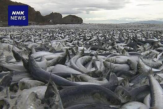 На берег японского острова выбросило тонны рыбы