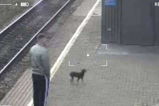Россиянка потеряла собаку, выйдя на перрон во время короткой остановки поезда
