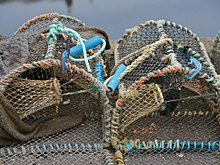 В Санкт-Петербурге решили ужесточить наказание за браконьерство