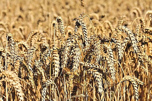 Рязанская область превысила показатель в 2 млн тонн зерна