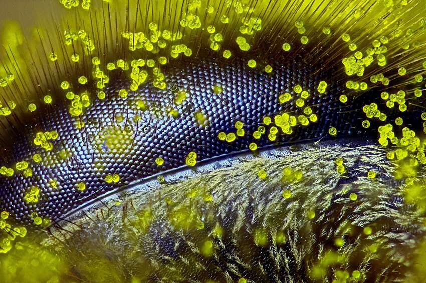 Глаз медоносной пчелы, покрытый пыльцой