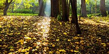 Золотая осень: нужно ли убирать листву