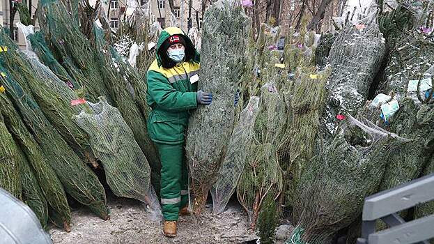 Названы самые популярные елки у россиян на Новый год