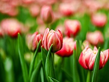 Воронежские цветоводы могут стать крупнейшим поставщиком луковичных в России