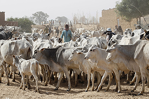 При нападении скотоводов в Нигерии погибли более 20 земледельцев