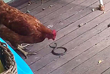 Смертельная схватка курицы со змеей попала на видео