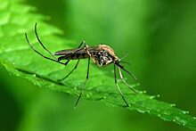 Чем опасны обычные комары