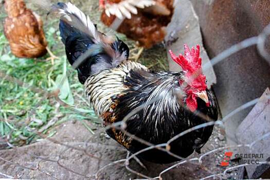 ​Птицефабрику «Боровская» оштрафовали за куриный помет