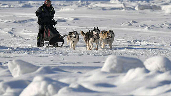 В Гренландии осудили приглашение спецпосланника США на гонки собачьих упряжек