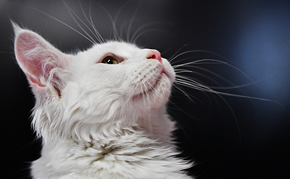 Ветеринар: курение хозяина может вызвать рак у питомца