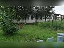 Детские площадки в Даурии превратились в дикие заросли