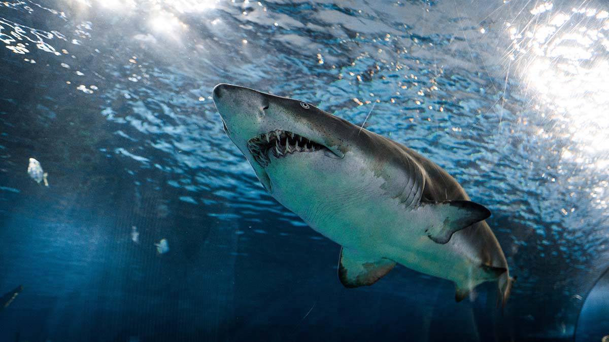 Ихтиолог рассказал, можно ли спастись при нападении акулы