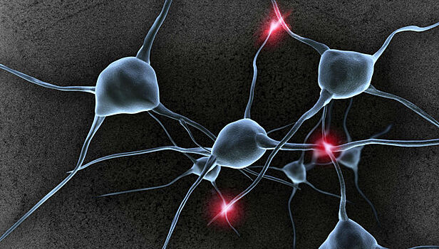 Из жизни нейронов: "сахарное" покрытие нервных клеток связали с долговременной памятью