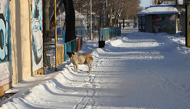 В администрации Шимановска ответили на жалобы про большие стаи бездомных собак