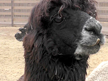 Обитатели волгоградской деревни с альпаками предпочитают лакомиться морковкой