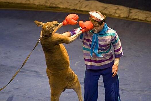 Цирковая экзотика от пингви-шоу «Ласта-рика»