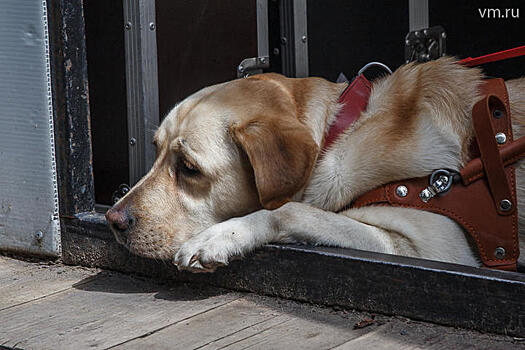 Эксперты оценили инициативу Госдумы по ограничению кошек и собак в квартирах