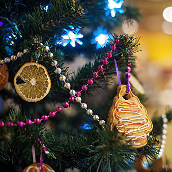 На Украине озвучили цены на новогодние елки