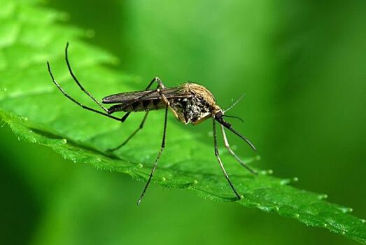 Чем могут быть опасны обычные комары