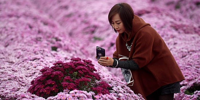 Осеннее цветение хризантем в деревне Чжоуцзяу