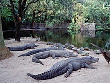 Десятки крокодилов погибли: пожар охватил зоопарк в российском регионе. Кого удалось спасти