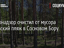Госэконадзор очистил от мусора Липовский пляж в Сосновом Бору
