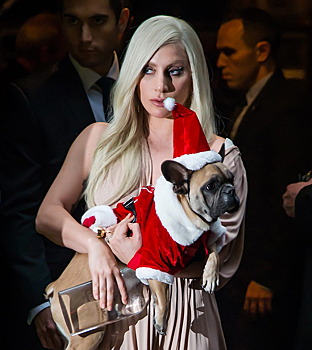 Леди Гага отдаст полмиллиона долларов тому, кто вернёт её собак