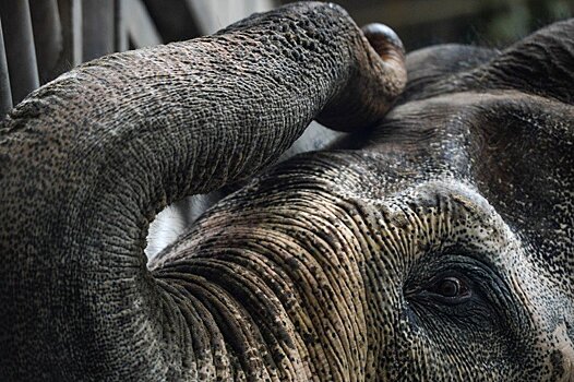 Раскрыт ход расследования дела о гибели 275 слонов