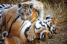 Россиянин попытался украсть тигренка из зоопарка и получил ранения от матери-тигрицы