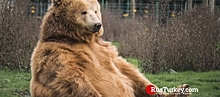 Жителей турецкого Гиресуна терроризирует медведь