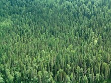 Пропавший в тайге российский министр рассказал о скитаниях по лесу