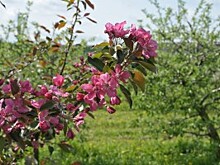 Институт садоводства приготовил обширную программу для бирюлевцев