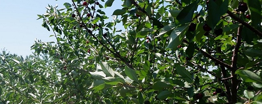 Самарские селекционеры вывели местные сорта черешни «Нюша» и «Олечка»