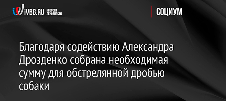 Благодаря содействию Александра Дрозденко собрана необходимая сумму для обстрелянной дробью собаки