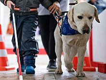 40 собак-проводников прошли обучение в метро Москвы в 2025 году