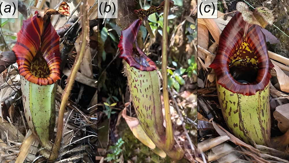 В горах Малайзии обнаружен новый вид гигантского насекомоядного растения