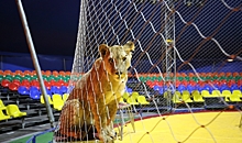 Спонсоры и волгоградские ветеринары накормили цирковых животных