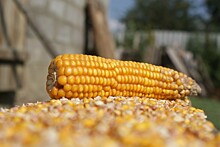 Воронежская область начнет поставлять в Тунис пшеницу и кукурузу